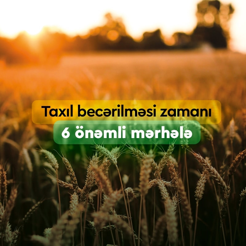 Taxıl becərilməsi zamanı 6 önəmli mərhələ