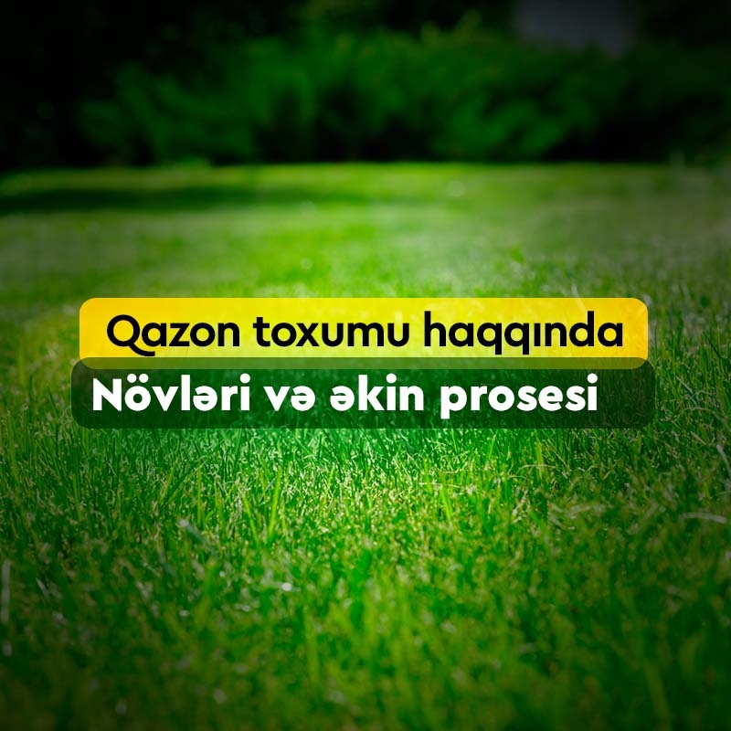 Qazon Toxumu Haqqında Bilməlisiniz: Növləri və Əkin Prosesi