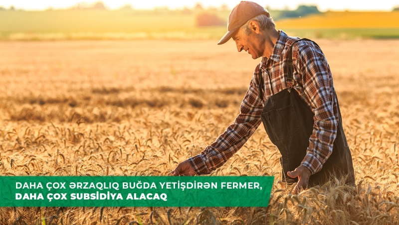 Ərzaqlıq buğda istehsalı ilə məşğul olan fermerlərə əkin subsidiyasından əlavə məhsul subsidiyası veriləcək.