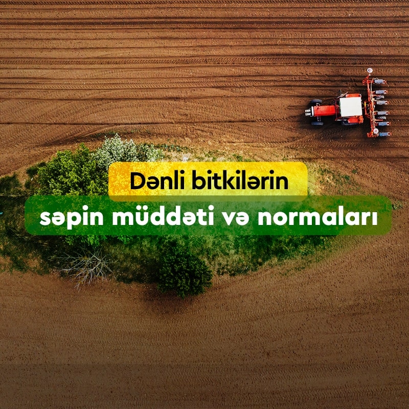 Dənli bitkilərin səpin müddəti və səpin normaları