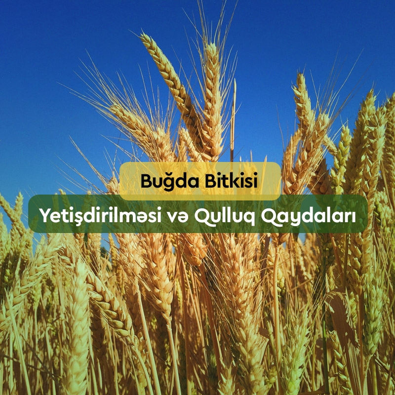 Buğda Bitkisi: Növləri, Sortları və Yetişdirilməsi