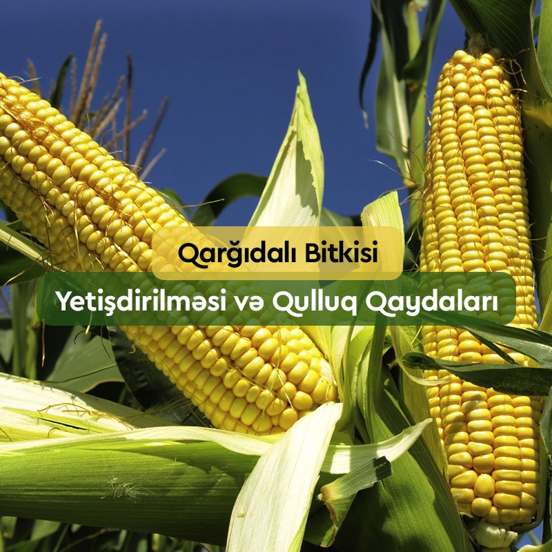 Qarğıdalı Bitkisi: Yetişdirilməsi və Qulluq Qaydaları