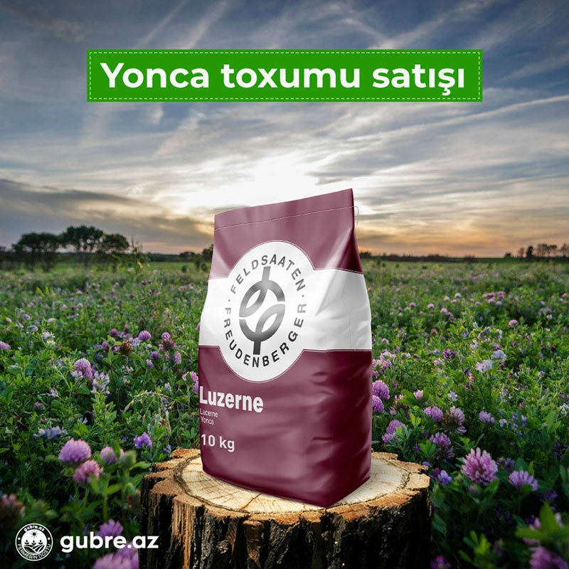 Yonca toxumu satışı
