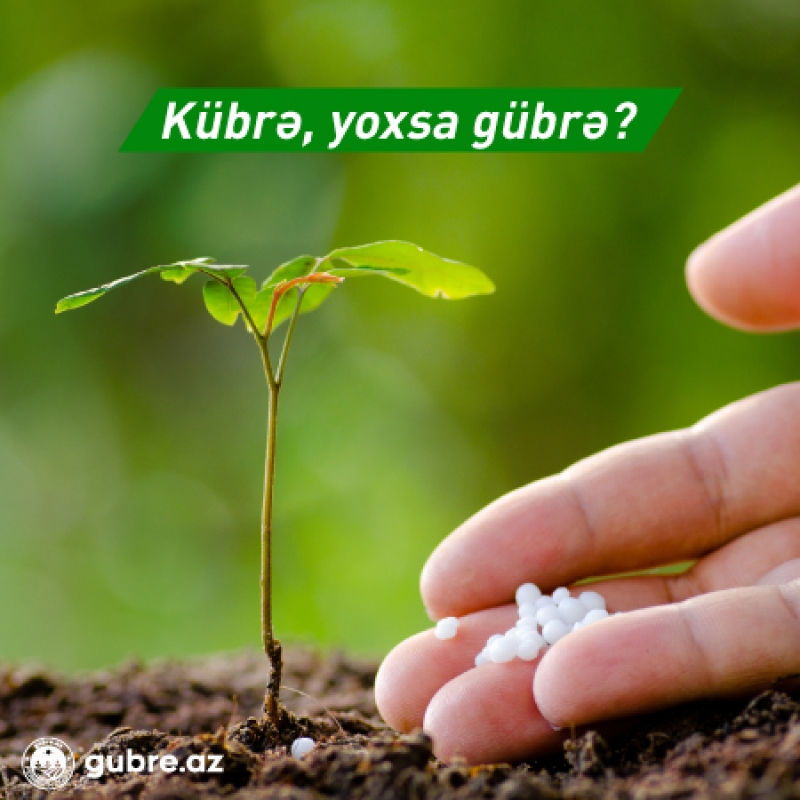 Kübrə, selitra, yoxsa gübrə - “Kübrə” doğru yazılışdırmı?