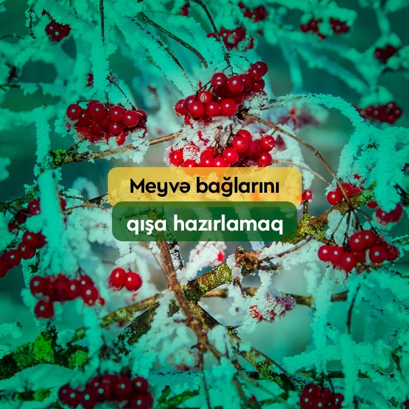 Meyvə Bağlarını və Ağacları Qışa Hazırlamaq