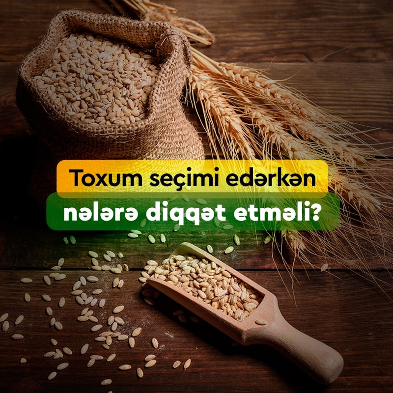 Toxum seçimi zamanı nələrə diqqət etməli?