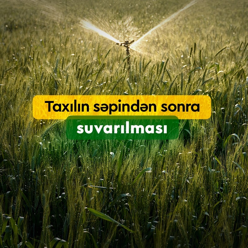 Taxılın səpindən sonra suvarılması