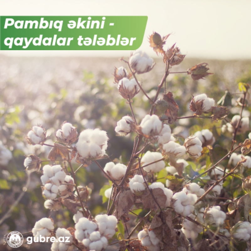 Pambıq necə yetişdirilir?