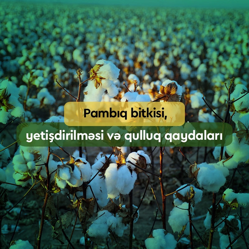 Pambıq Bitkisi Haqqında: Yetişdirilməsi, Gübrələnməsi, Yığımı
