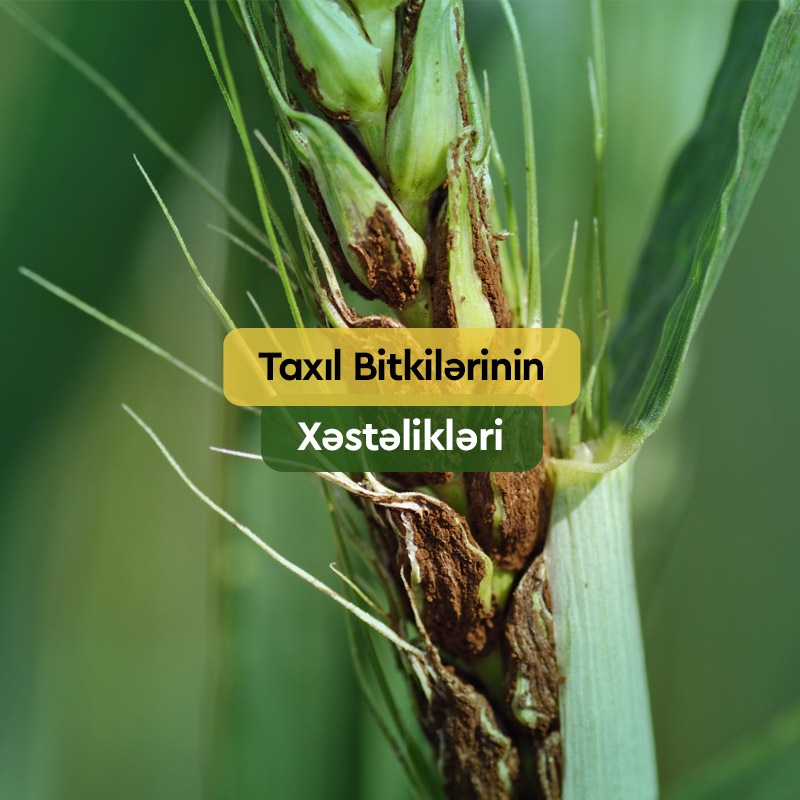 Taxıl Bitkilərinin Xəstəlikləri və Mübarizə Üsulları