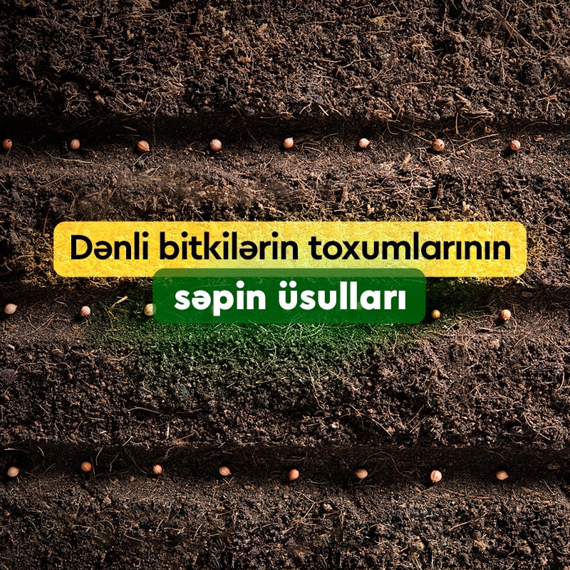 Dənli bitkilərin toxumlarının səpin üsulları