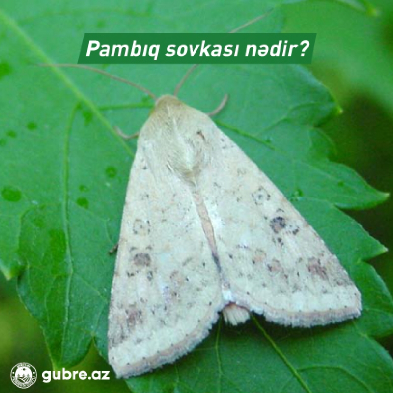 Pambıq sovkasının dərmanı - Sovka nədir, necə yayılır?