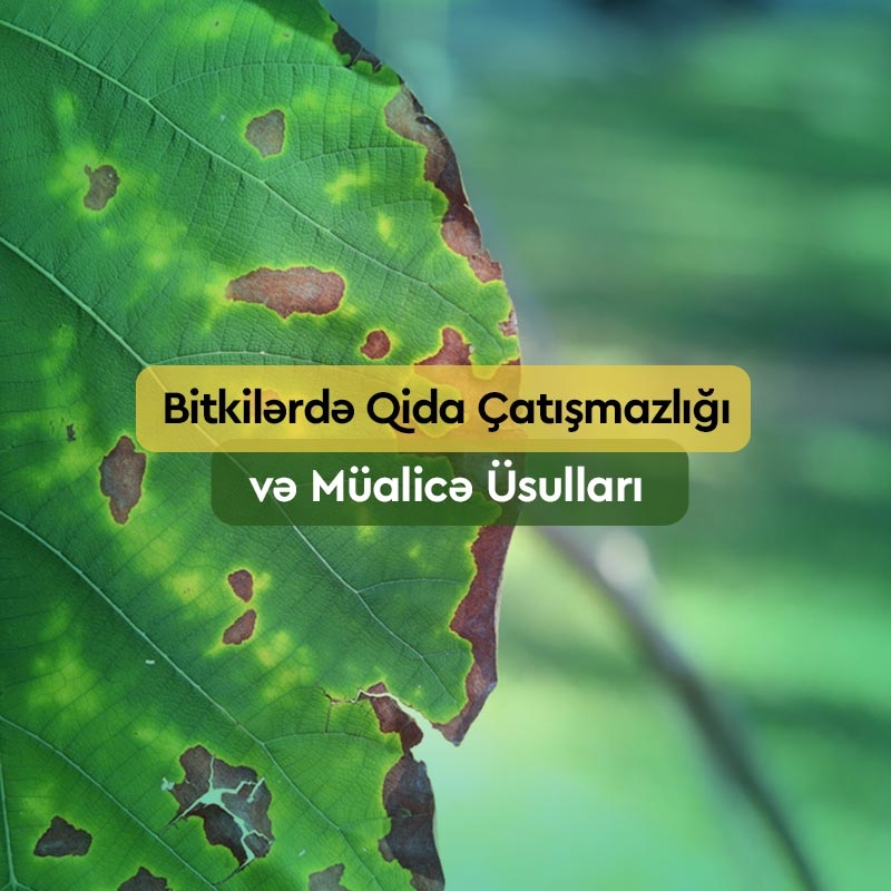 Bitkilərdə Qida Çatışmazlığı və Müalicə Üsulları
