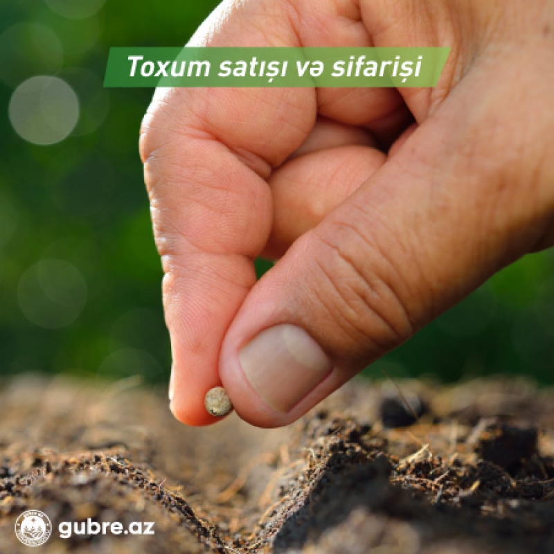 Toxum satışı və sifarişi