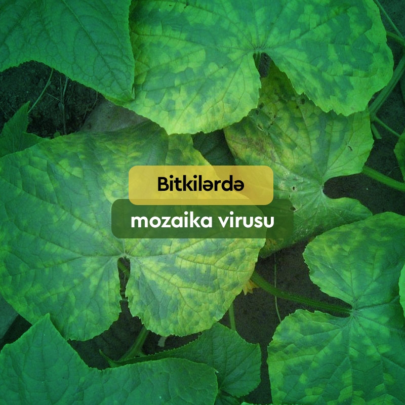 Bitkilərdə Mozaika Virusu, Əlamətləri və Mübarizə Üsulları
