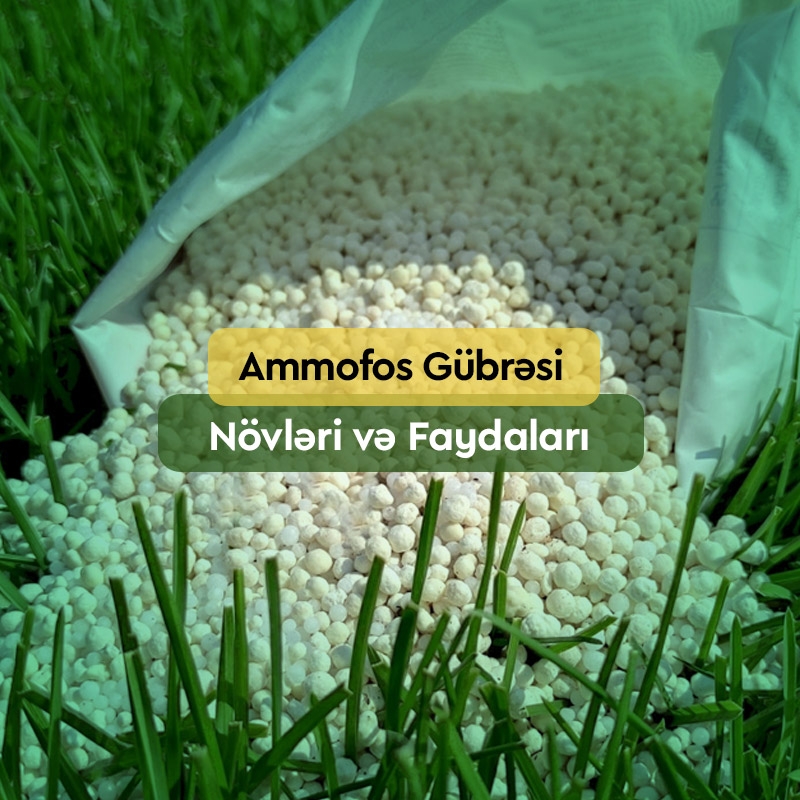 Ammofos Gübrəsi: Növləri, Faydaları, İstifadə Qaydası