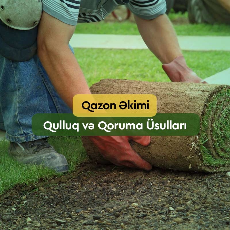Qazon: Əkim, Qulluq və Qoruma Üsulları