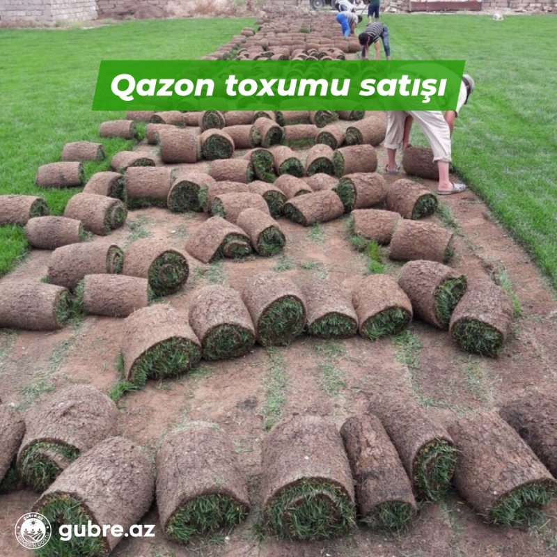 Qazon toxumu satışı və çatdırılması