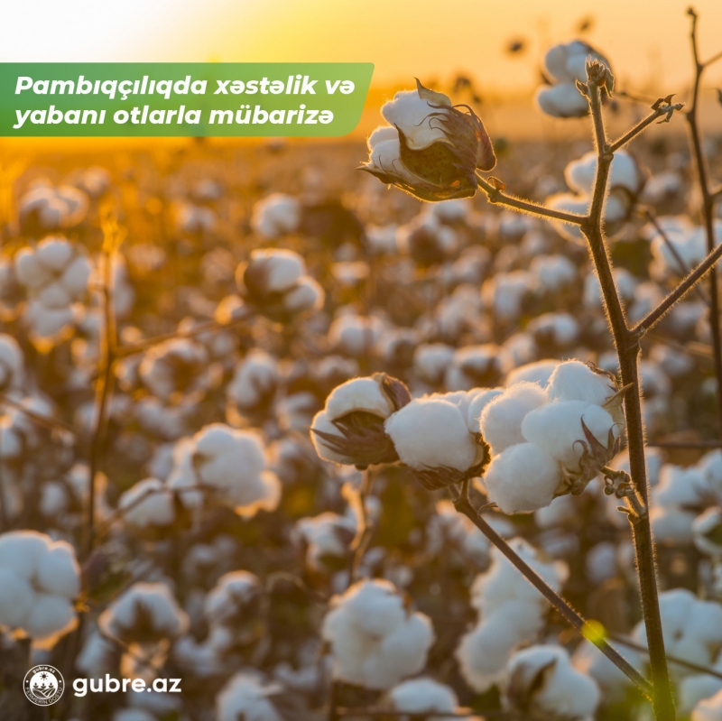 Pambıqçılıqda zərərli orqanizm və yabanı otlarla mübarizə üsulları