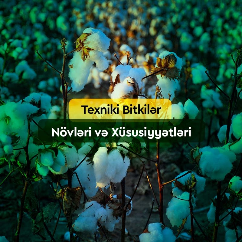 Texniki Bitkilər: Növləri və Toxumları