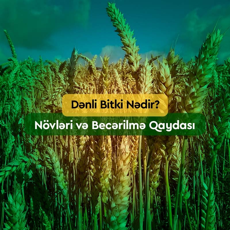 Dənli Bitkilər: Növləri və Toxumları