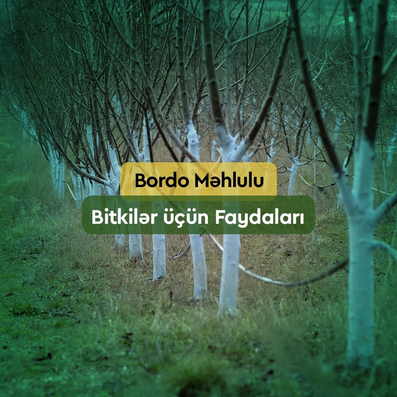 Bordo Məhlulu Nədir? - Bitkilər Üçün Faydaları