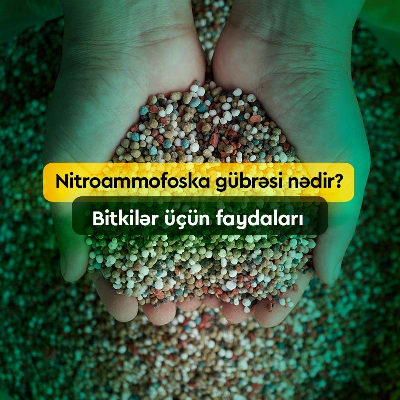 Nitroammofoska gübrəsi nədir? Bitkilər üçün hansı faydaları var?