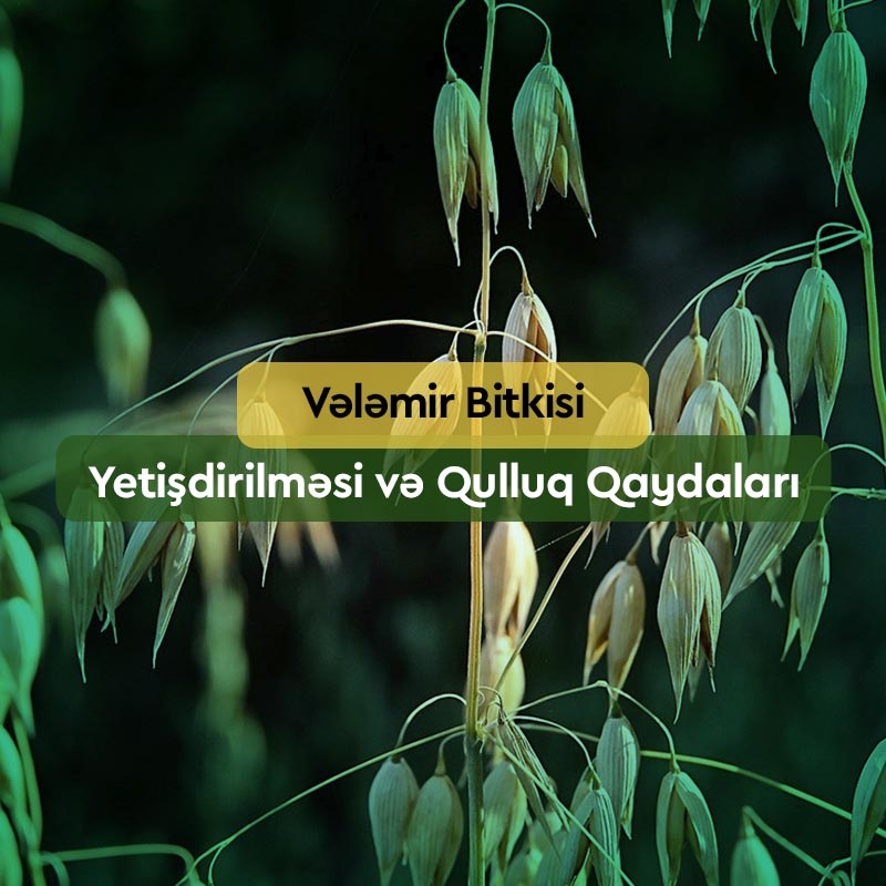 Vələmir Bitkisi: Yetişdirilməsi və Qulluq Qaydaları