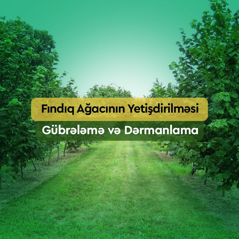Fındıq Ağacı Necə Yetişdirilir? Əkin, Gübrələmə və Dərmanlama