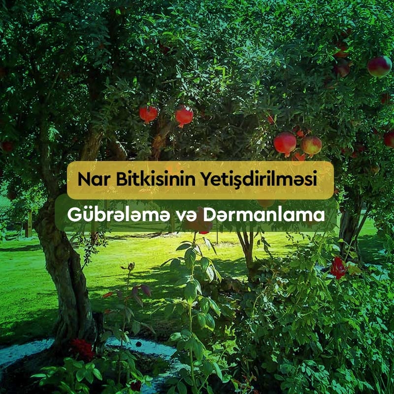 Nar Bitkisi Necə Yetişdirilir? Əkin, Gübrələmə və Dərmanlama