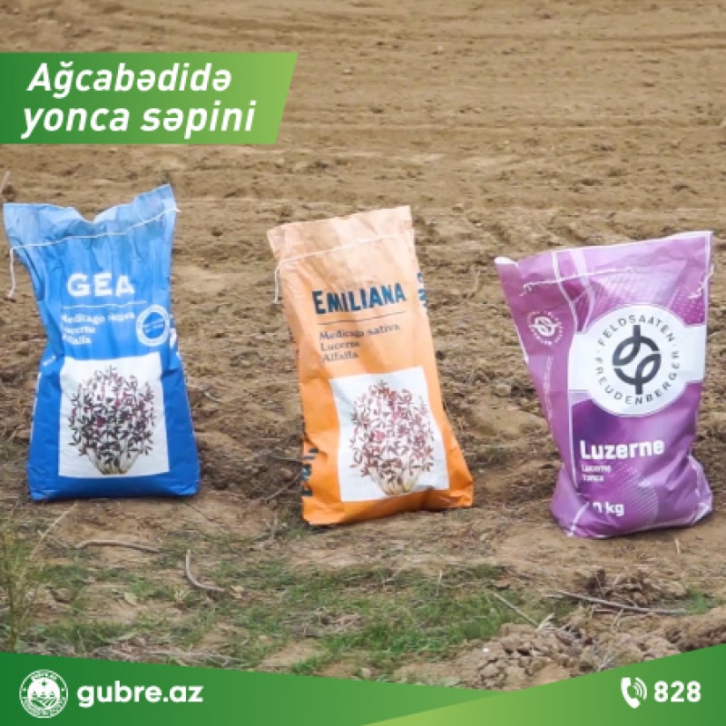 Ağcabədidə gubre.az-ın ölkəmizə gətirdiyi italyan sortu yonca toxumları əkilib