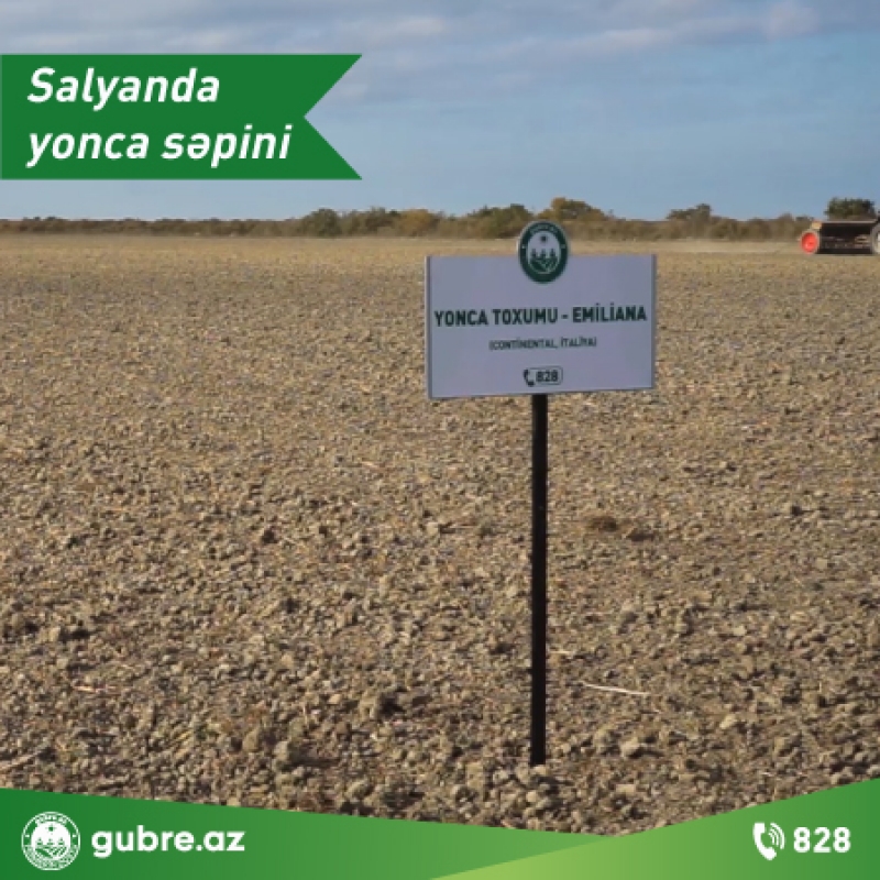 Salyanda xarici sort yonca toxumları əkilib